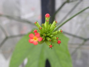 Fleurs de Psiguria (Cucurbitacées) 